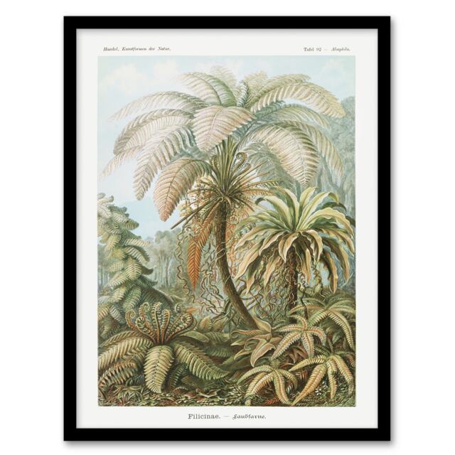 "Tropical Nature Filicinae Fern Plants Haeckel Framed Wall Art Print 12X16"""