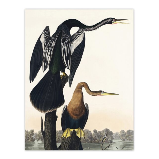 Black Bellied Darter Bird Audubon Nature Huge Wall Art Print 18X24 In