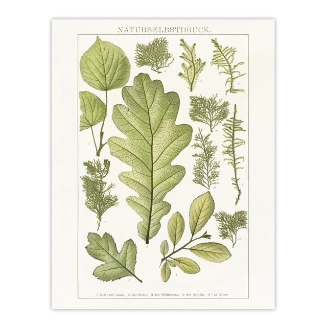 "Plant Lover Leaves Brockhaus Lexikon Vintage Huge Wall Art Poster Print 24X32"""