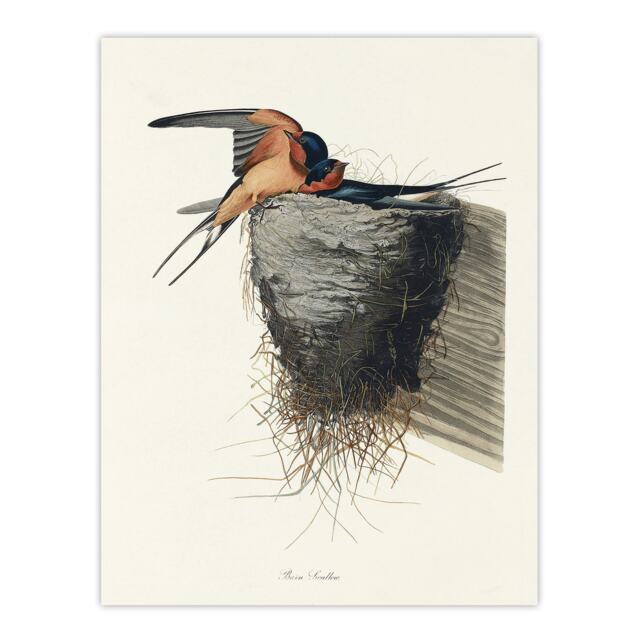 "Birds of America Barn Swallow Audubon Nature Wall Art Poster Print 12X16"""