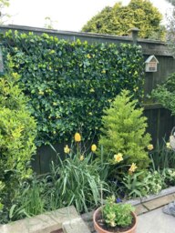 Primrose Extendable Artificial Flower Outdoor Screening Trellis Yellow 1m x 2m