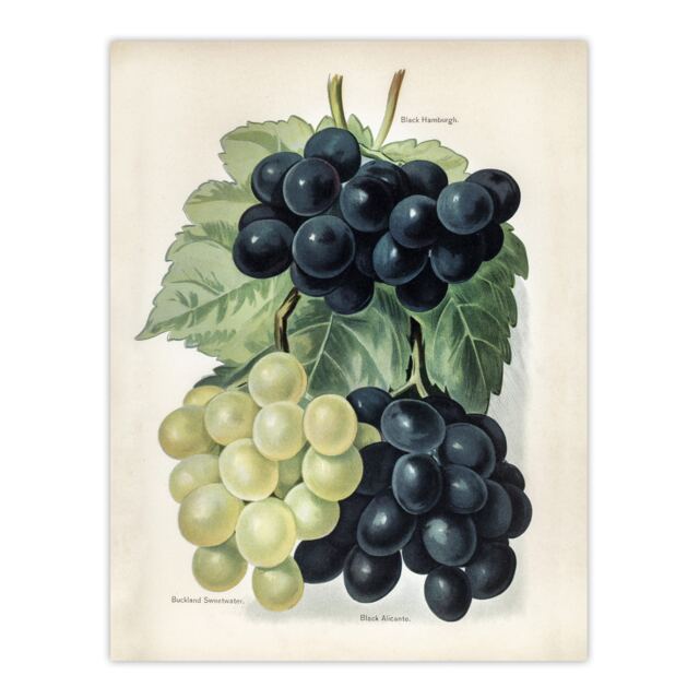 "Vintage Illustration of Grape Varieties Wright Wall Art Poster Print 12X16"""