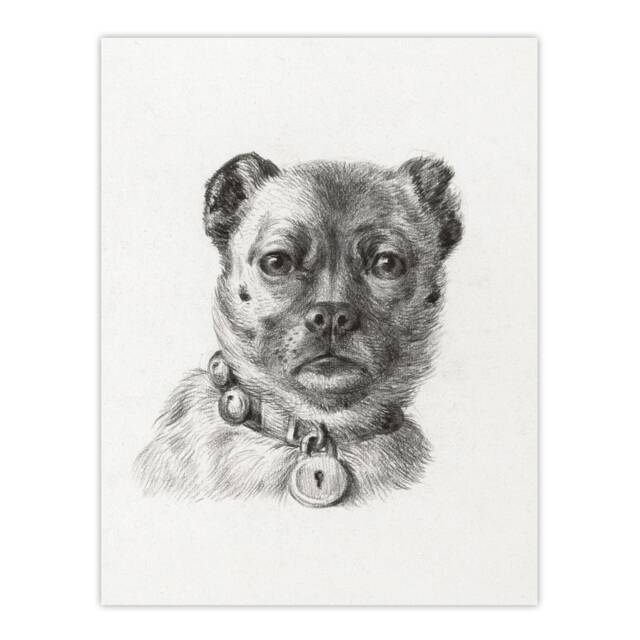 "Dog head with a Collar Pencil Drawing Bernard Wall Art Poster Print 12X16"""