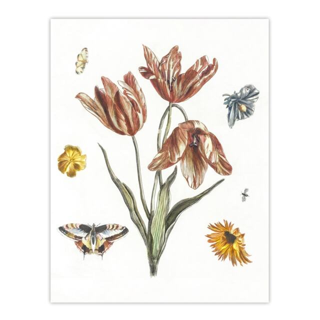 Flowers Butterflies And A Fly Johan Teyler Huge Wall Art Print 18X24 In