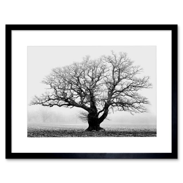 "Old Oak Tree Black White Mist Fog Photo 12x16"" Framed Wall Art Print"