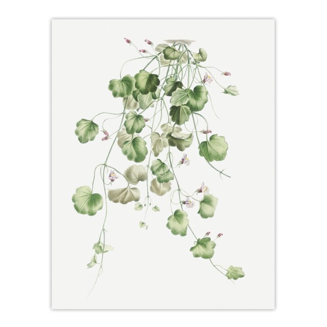 "Kenilworth Ivy Botanical Redoute Vintage Wall Art Poster Print 12X16"""
