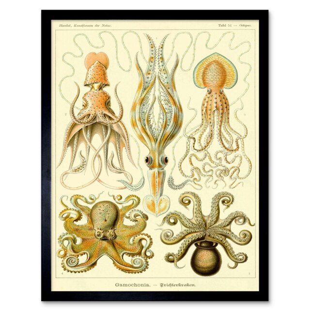 Nature Ernst Haeckel Octopus Biology Germany Vintage Framed Wall Art Print