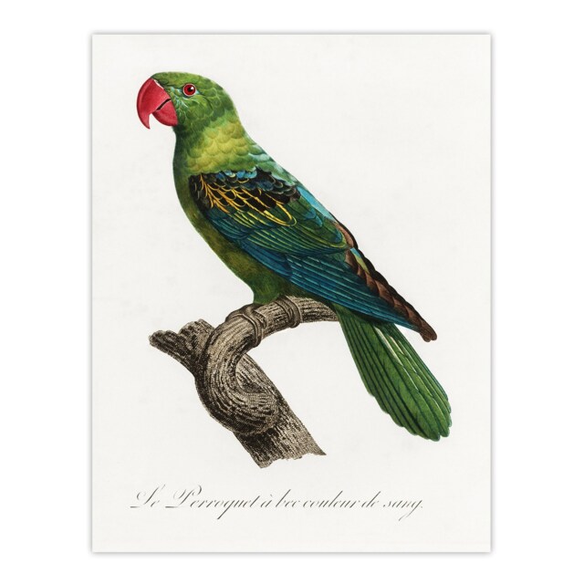 "The Great Billed Parrot Francois Levaillant Wall Art Poster Print 12X16"""
