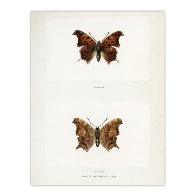 "Question Mark Butterfly Vintage Artwork Denton Huge Wall Art Poster Print 24X32"""