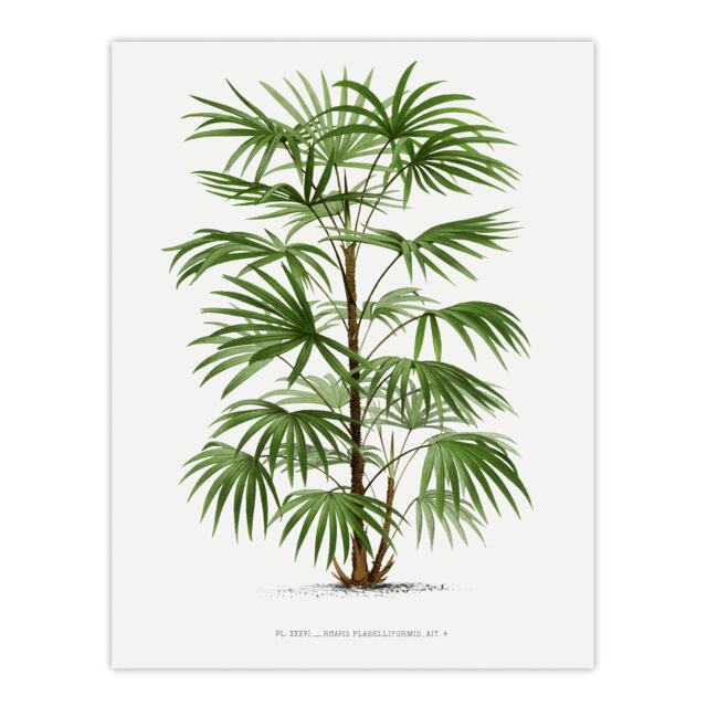 "Rhapis Flabelliformis Palm Tree Kerchove Wall Art Poster Print 12X16"""