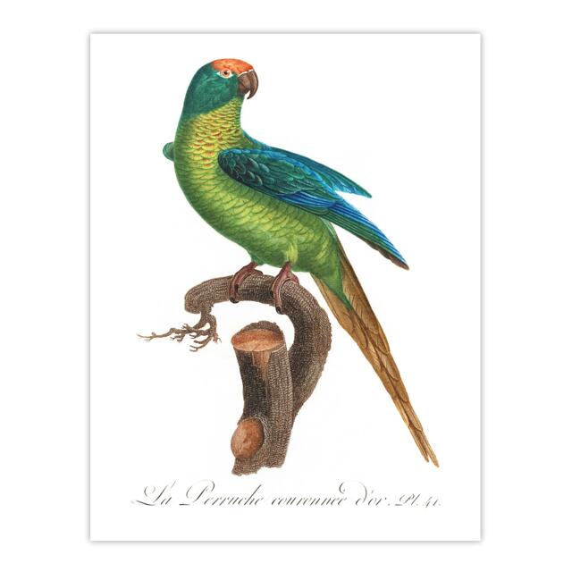 "The Peach Fronted Parakeet Levaillant Wall Art Poster Print 12X16"""