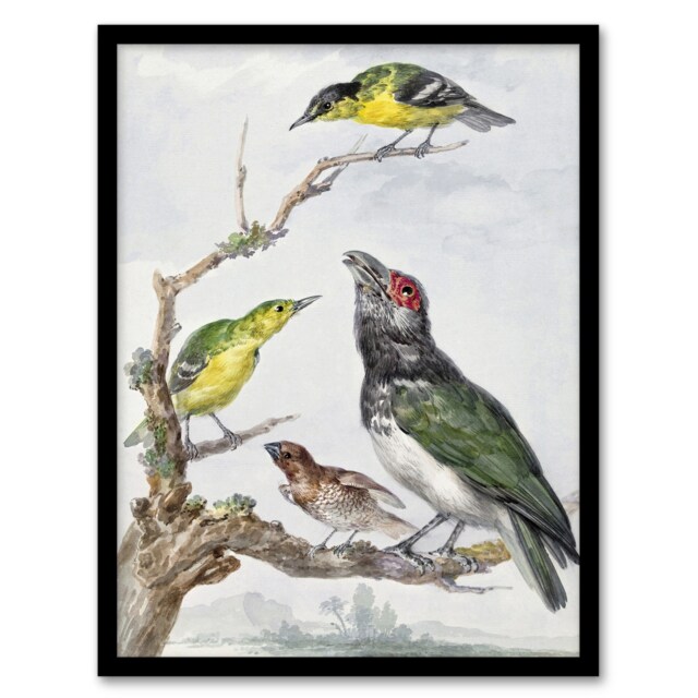 "Four Different Birds on a Branch Schouman Framed Wall Art Print 12X16"""