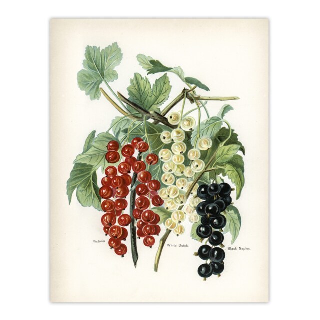"Black Naples Victoria White Dutch Currants Wright Wall Art Poster Print 12X16"""