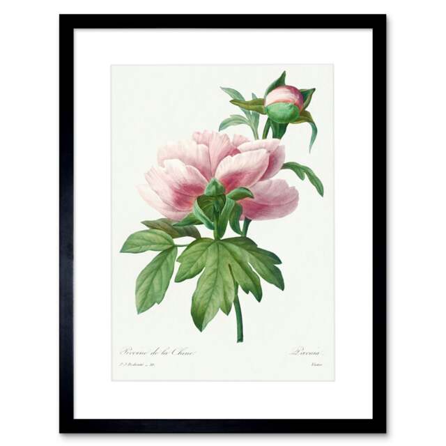 Pale Pink Peony Bloom Floral Stem Flowers Pretty Framed Wall Art Print
