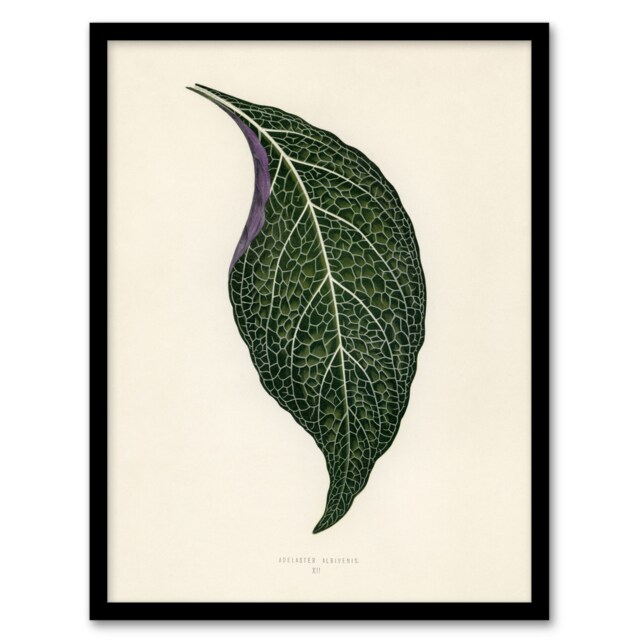 "Vintage Botanical Nerve Plant Leaf Fawcett Framed Wall Art Print 12X16"""
