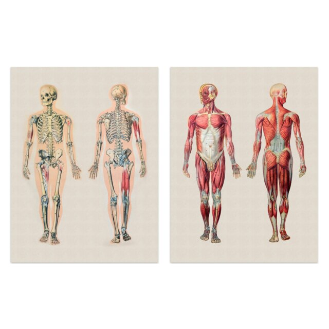 Set of 2 Human Body Muscle Bone Skeletal Diagrams Scientific Medical Wall Art Print A4