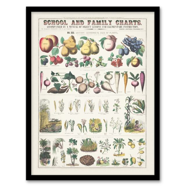 Willson and Calkins School And Family Charts No XXI Framed Wall Art Print A4
