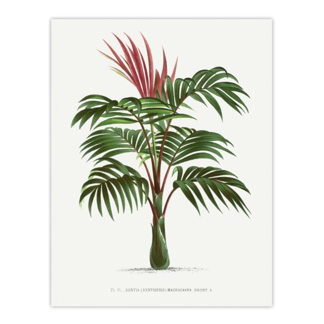 "Kentiopsis Macrocarpa Palm Tree Kerchove Huge Wall Art Poster Print 24X32"""
