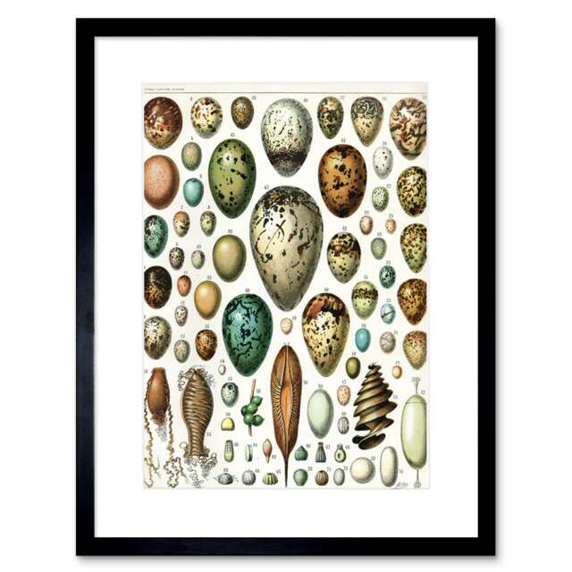 "Millot Vintage Encyclopedia Bird Eggs 9x7"" Black Framed Wall Art Print"