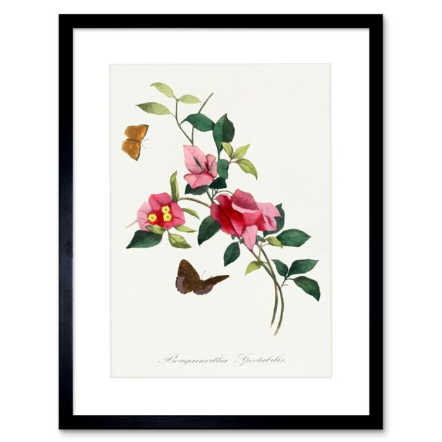 Bougainvillea Pretty Pink Floral Vine Bloom Butterflies Framed Wall Art Print
