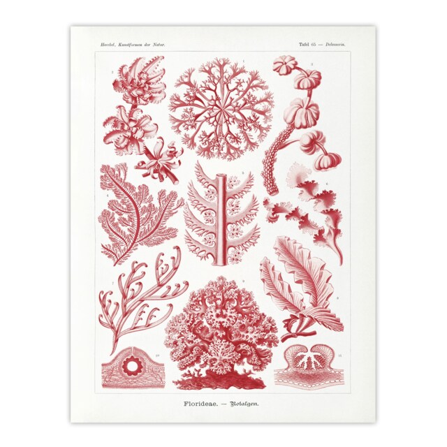 Florideophyceae Red Algae Haeckel Botanical Huge Wall Art Print 18X24 In