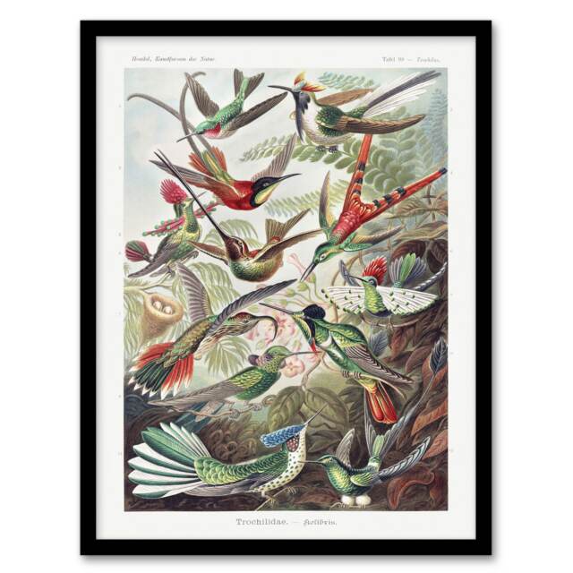 "Kolibri Birds Hummingbird Species Haeckel Framed Wall Art Print 12X16"""