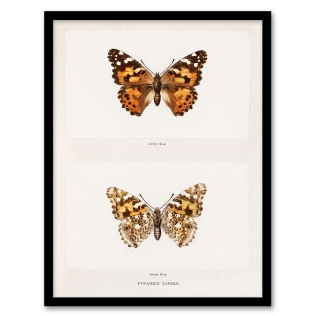 Denton Framed Wall Art Painted Lady Butterfly Vintage Illustration Home Décor