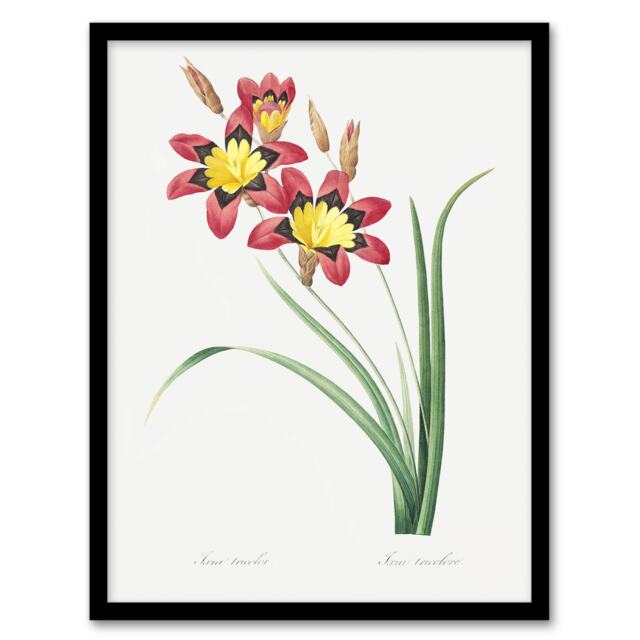 "Harlequin Flowers Floral Redoute Vintage Framed Wall Art Print 12X16"""