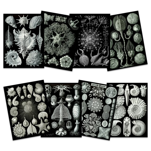 Pack of 8 Ernst Haeckel Nature Vintage Various Black White Biology Botanical Art Print Home Decor 12x16 Inch