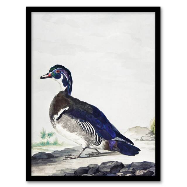 "Wood Duck Vintage Bird Oil Painting Schouman Framed Wall Art Print 12X16"""