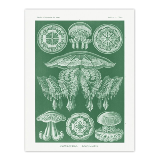 Discomedusae Jellyfish Species Haeckel Botanical Huge Wall Art Print 18X24 In