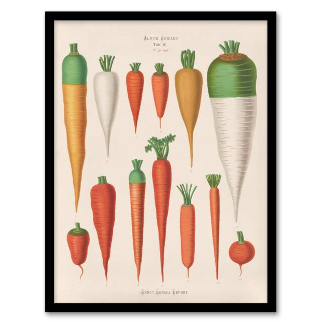 Ernst Benary Carrot Varieties Vintage Illustration Framed Wall Art Print A3