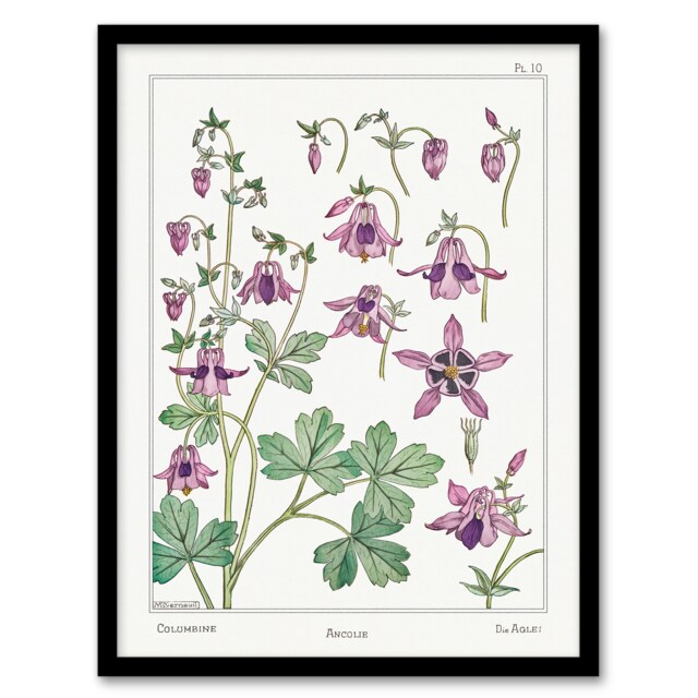 Maurice Pillard Verneuil Framed Wall Art Columbine Aquilegia Flower Home Décor