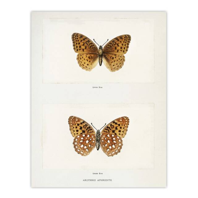 "Aphrodite Fritillary Butterfly Denton Huge Wall Art Poster Print 24X32"""