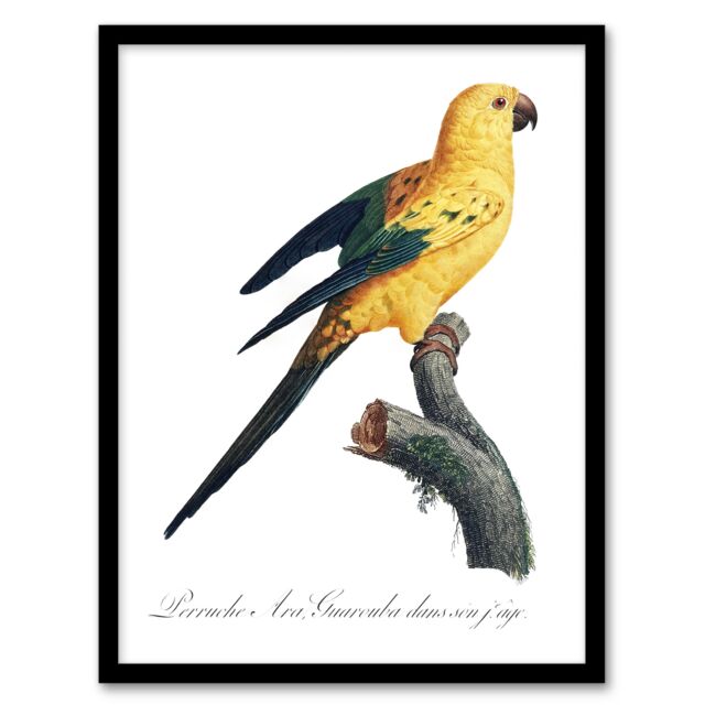 "Female Sun Parakeet Bird Francois Levaillant Framed Wall Art Print 12X16"""