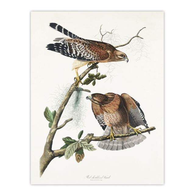 Red Shouldered Hawk Audubon Nature Huge Wall Art Print 18X24 In