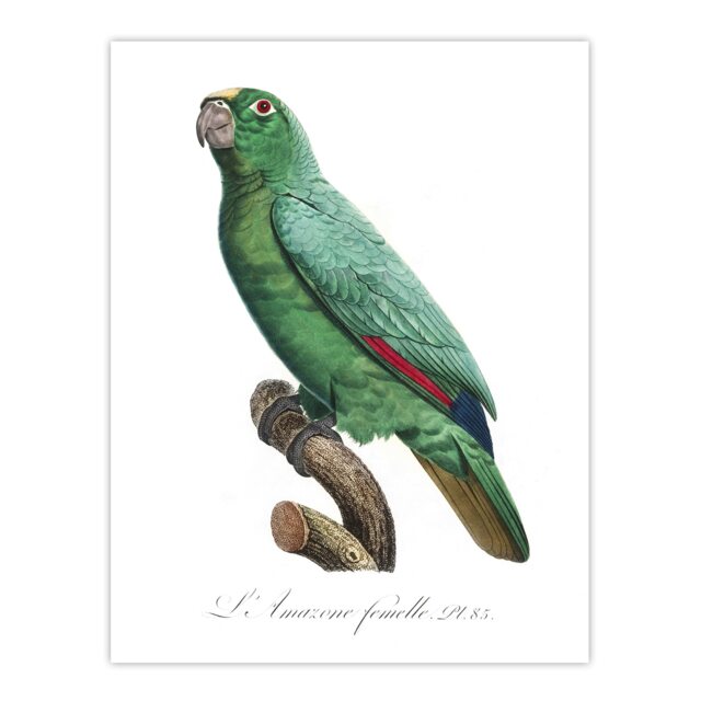 Yellow Crowned Amazon Parrot Levaillant Huge Wall Art Print 18X24 In