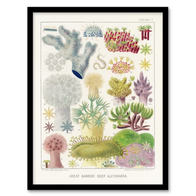 "Great Barrier Reef Alcyonaria Kent Framed Wall Art Print 12X16"""