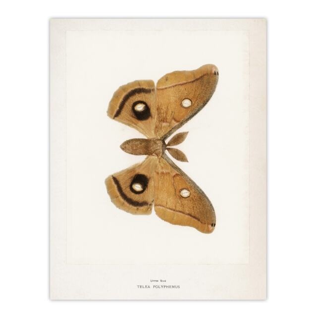 "Polyphemus Moth Vintage Illustration Denton Wall Art Poster Print 12X16"""