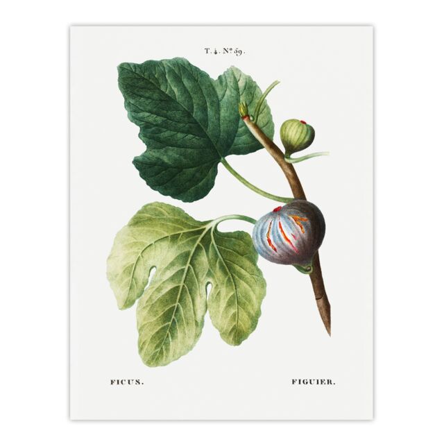 Botanical Ficus Carica Fig Redoute Vintage Huge Wall Art Print 18X24 In
