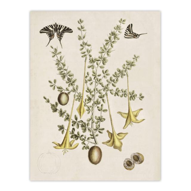 Frutex Spinofus Flowers and Butterflies Catesby Huge Wall Art Poster Print