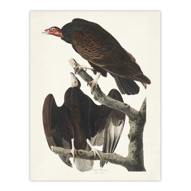 "Turkey Buzzard Vulture Audubon Nature Huge Wall Art Poster Print 24X32"""