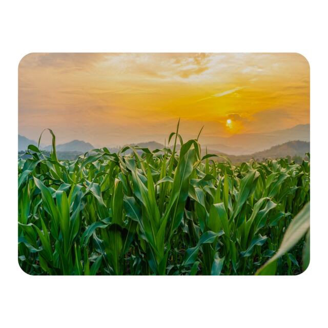 green corn field in agricultural garden and light shines sunset Designer Blanket Multi