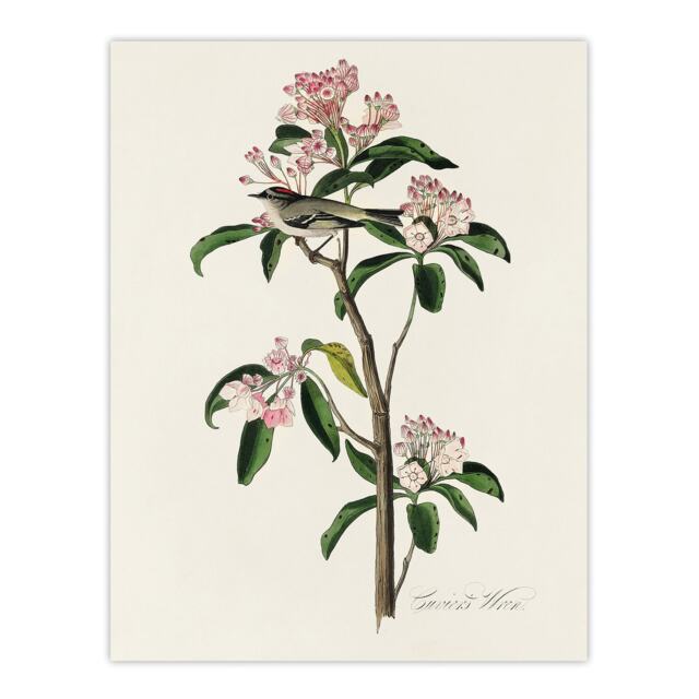 "Cuviers Kinglet Bird and Mountain Laurel Audubon Huge Wall Art Poster 24X32"""