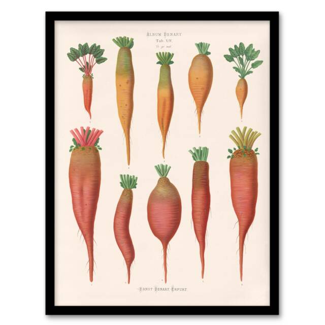 Ernst Benary Mangold Wurzels Field Beet Varieties Framed Wall Art Print A3