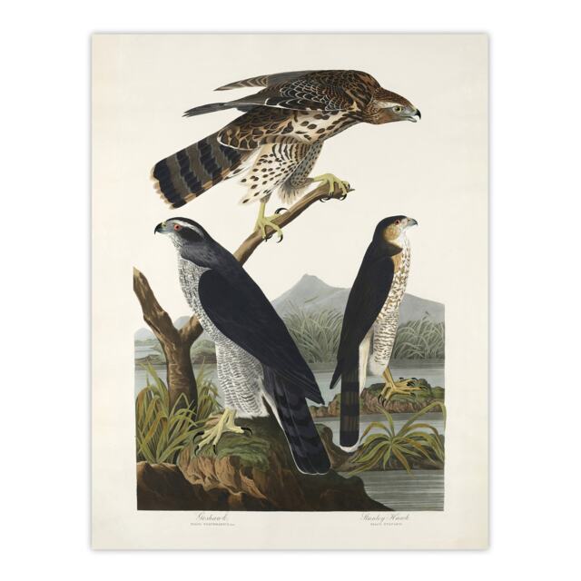 "Goshawk and Stanley Hawk Audubon Nature Huge Wall Art Poster Print 24X32"""