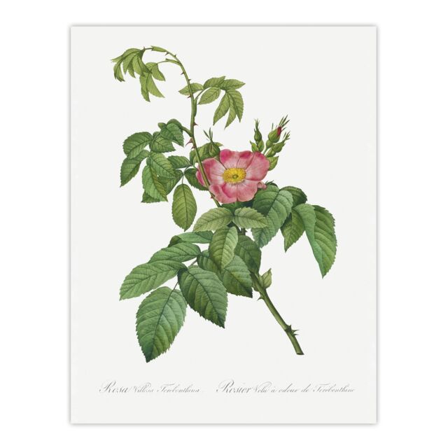"Rosa Villosa Flower Bloom Redoute Vintage Huge Wall Art Poster Print 24X32"""