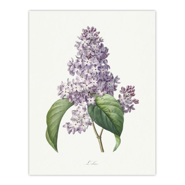 Lilac Floral Illustration Redoute Vintage Huge Wall Art Print 18X24 In