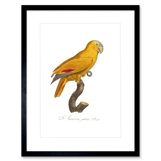 "Yellow Amazon Parrot Bird Vintage French Painting 9x7"" Black Framed Wall Art Print"