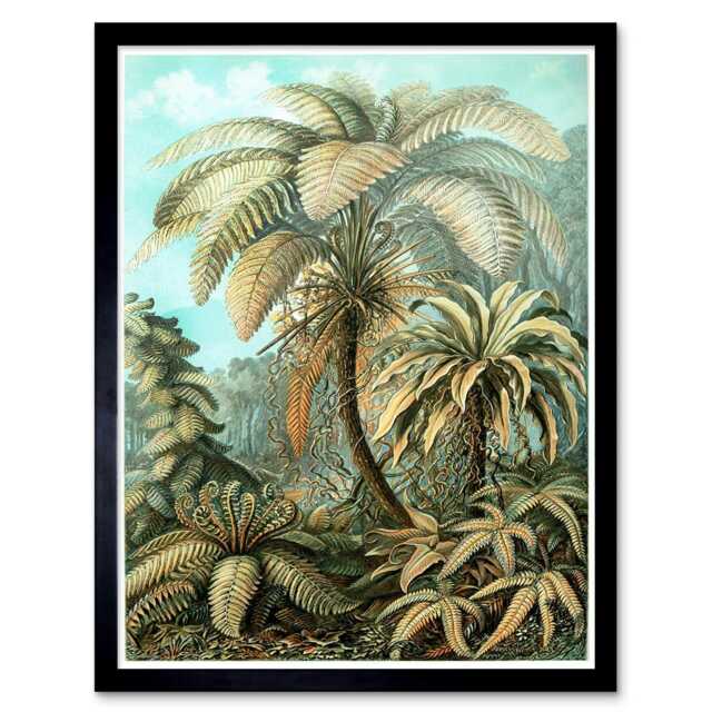 Nature Biology Fern Ernst Haeckel Germany Vintage Framed Wall Art Print